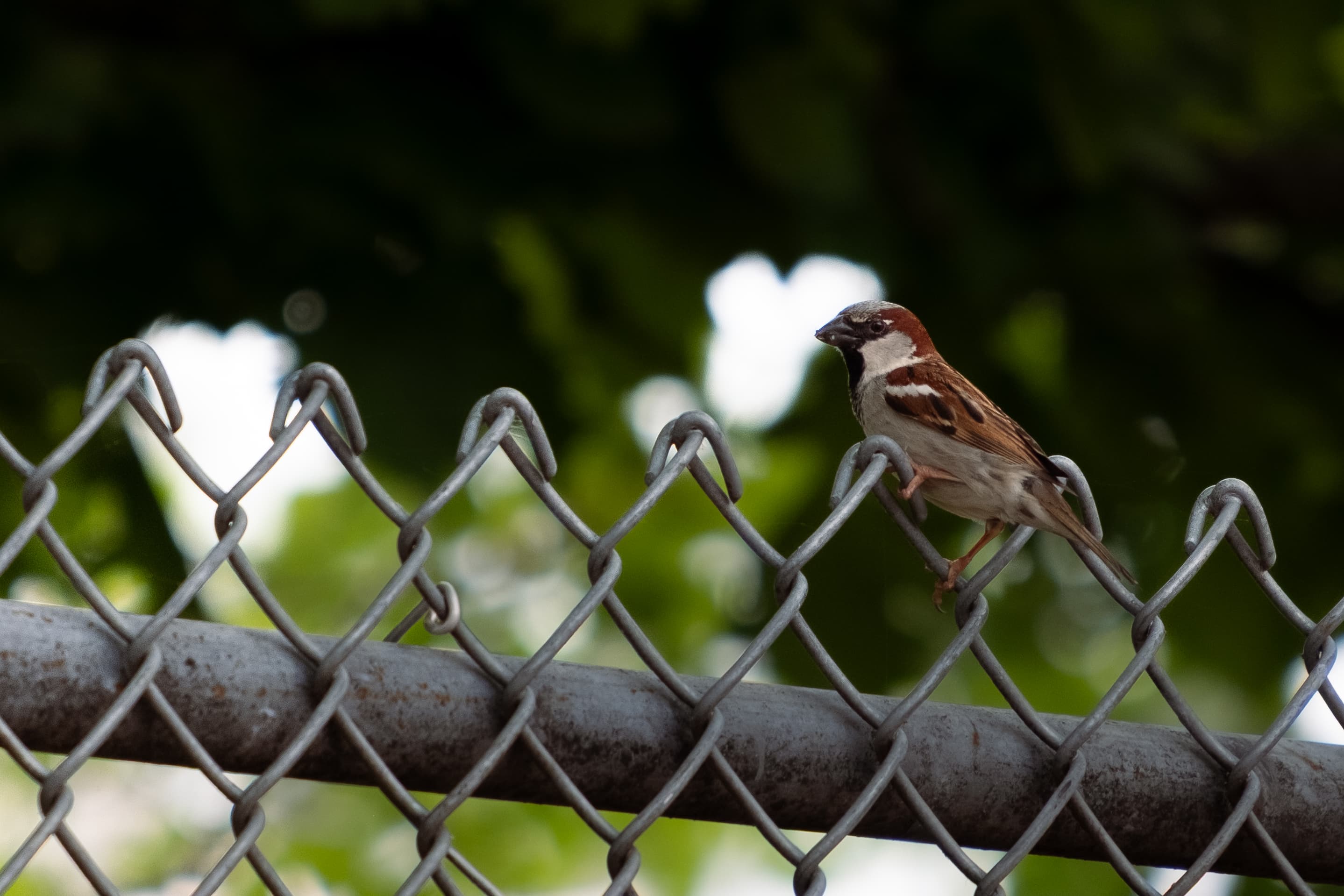 Bird on Fence
